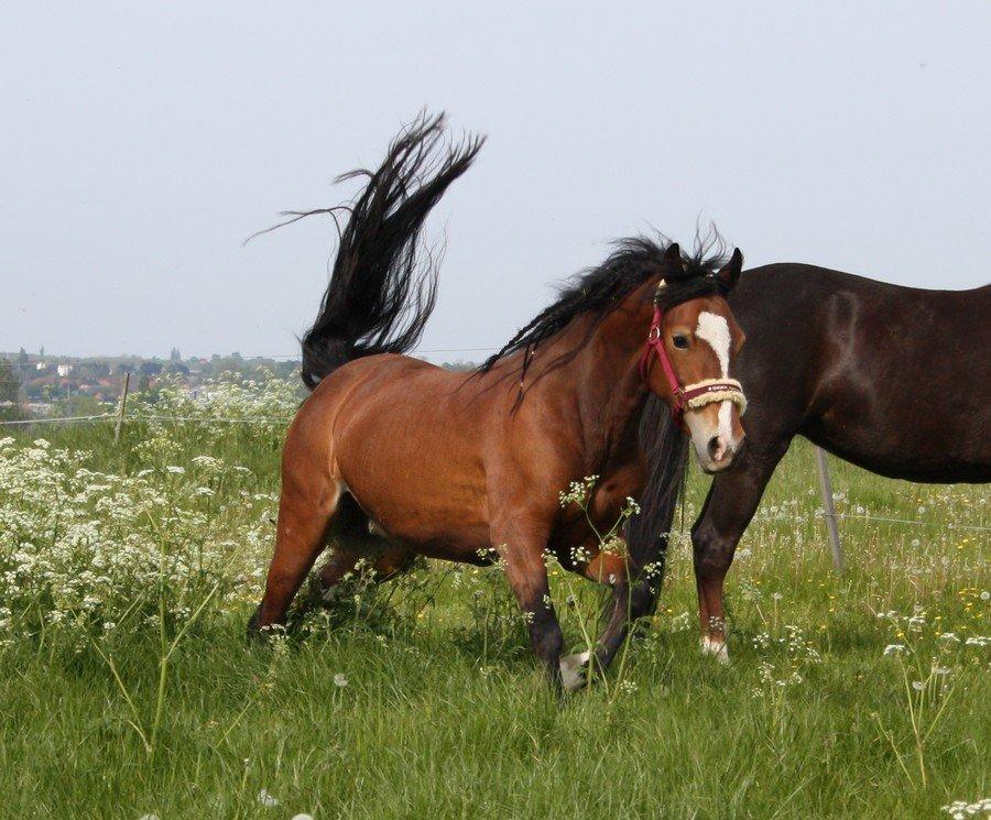 Welsh Cob (sec D) Nebo Tulip billede 6