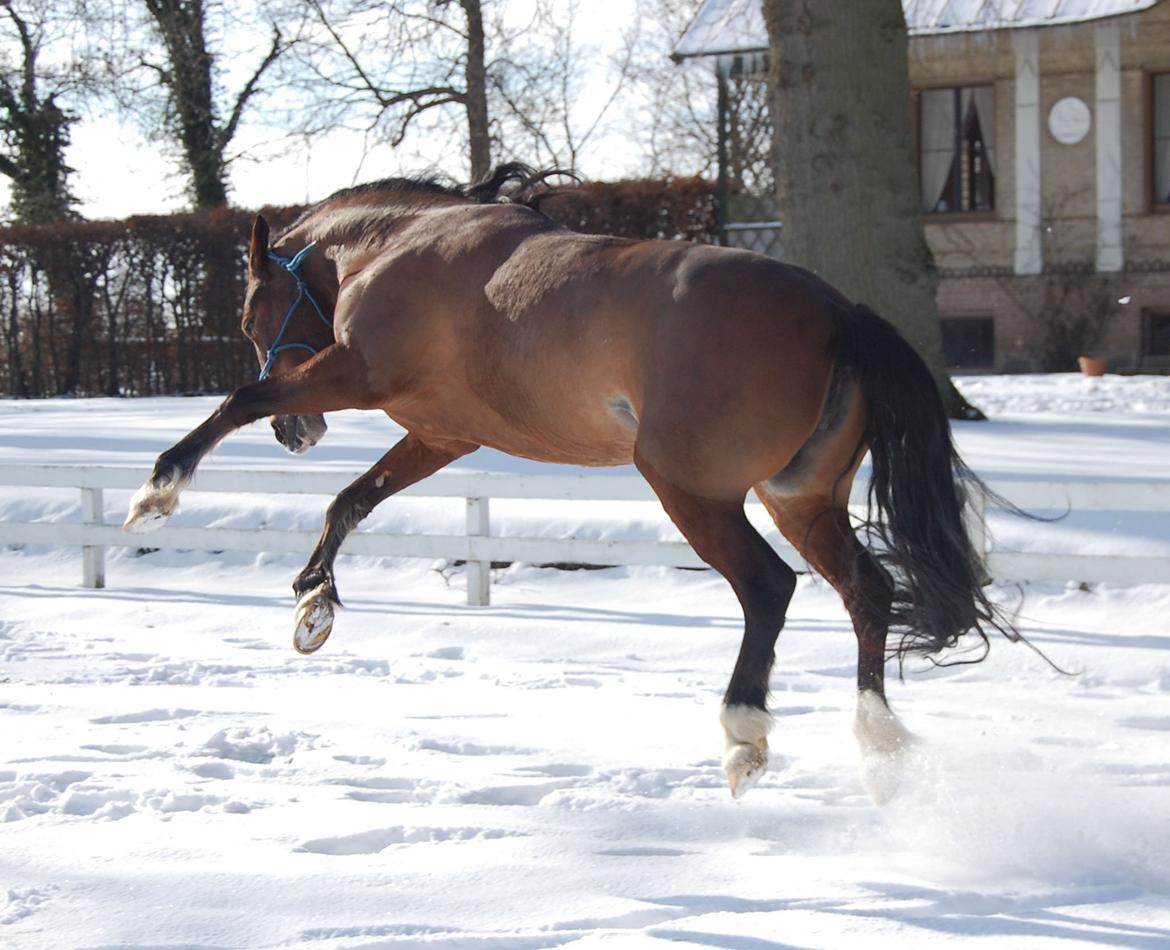 Welsh Cob (sec D) Nebo Tulip billede 7