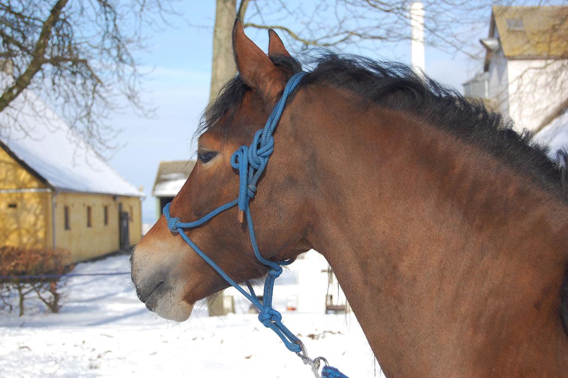 Welsh Cob (sec D) Nebo Tulip billede 21