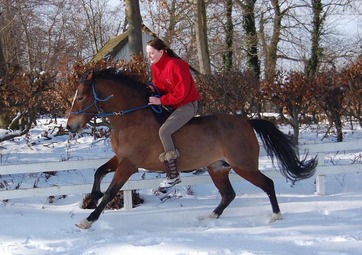 Welsh Cob (sec D) Nebo Tulip billede 8
