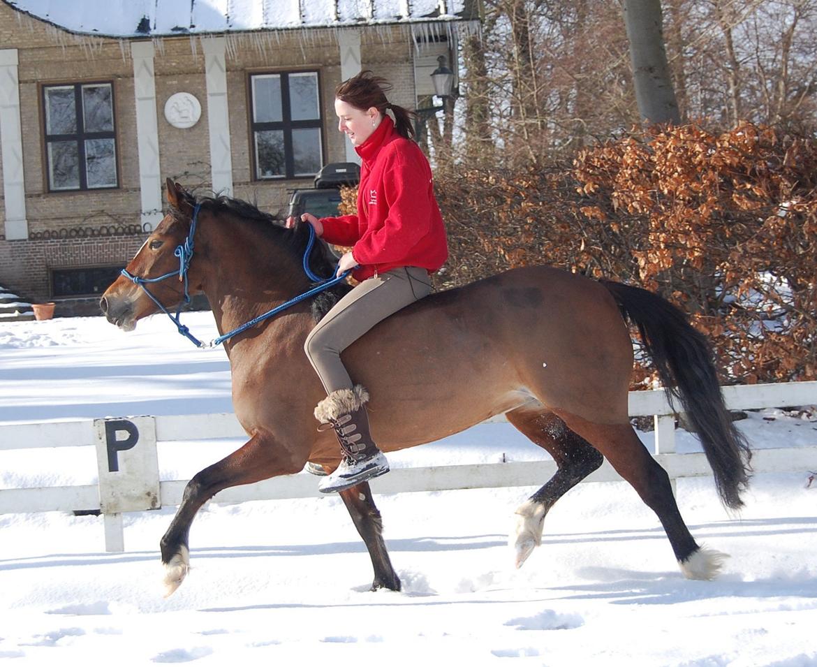 Welsh Cob (sec D) Nebo Tulip billede 9