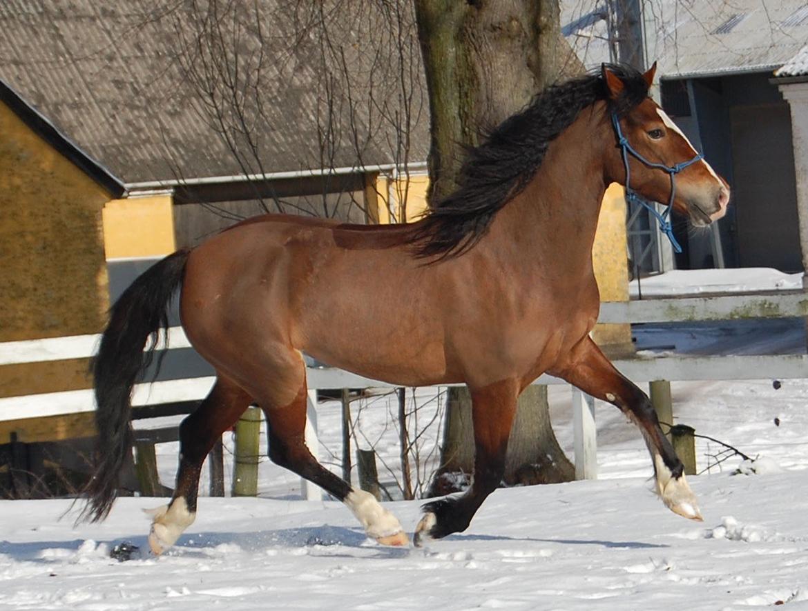 Welsh Cob (sec D) Nebo Tulip billede 19