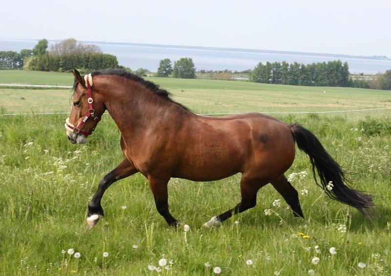 Welsh Cob (sec D) Nebo Tulip billede 20
