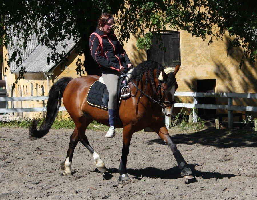 Welsh Cob (sec D) Nebo Tulip billede 10