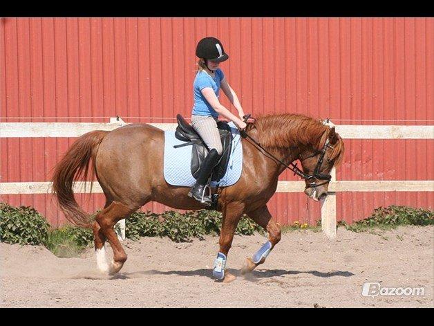 Anden særlig race • Low Länder • RIP 10/8-16 • - Undervisning 2011 billede 16