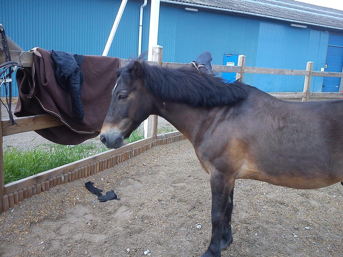 Anden særlig race Kløvermaken`s Hudini billede 14