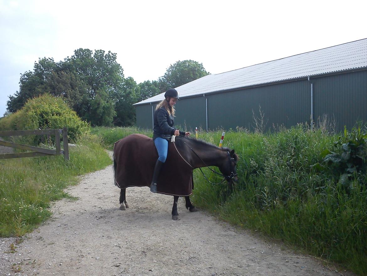 Anden særlig race Kløvermaken`s Hudini billede 16