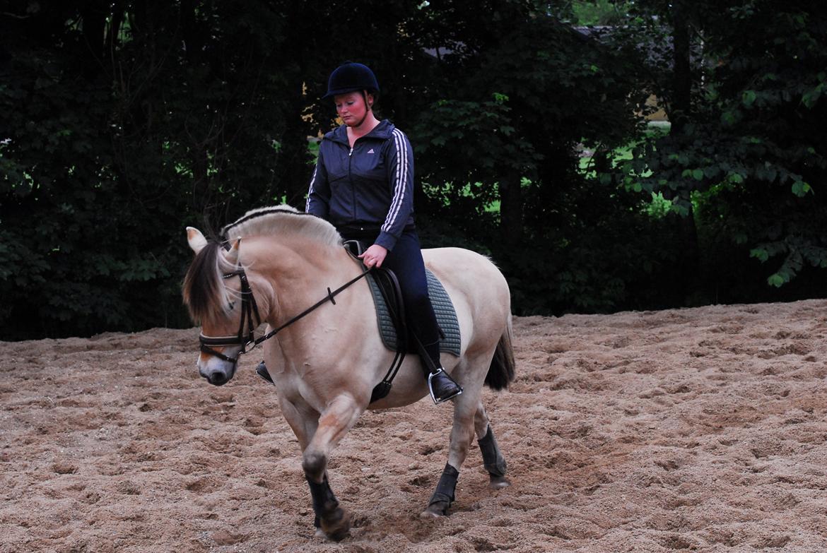 Fjordhest Kvornings Sisse R.I.P 02.12.12 billede 11