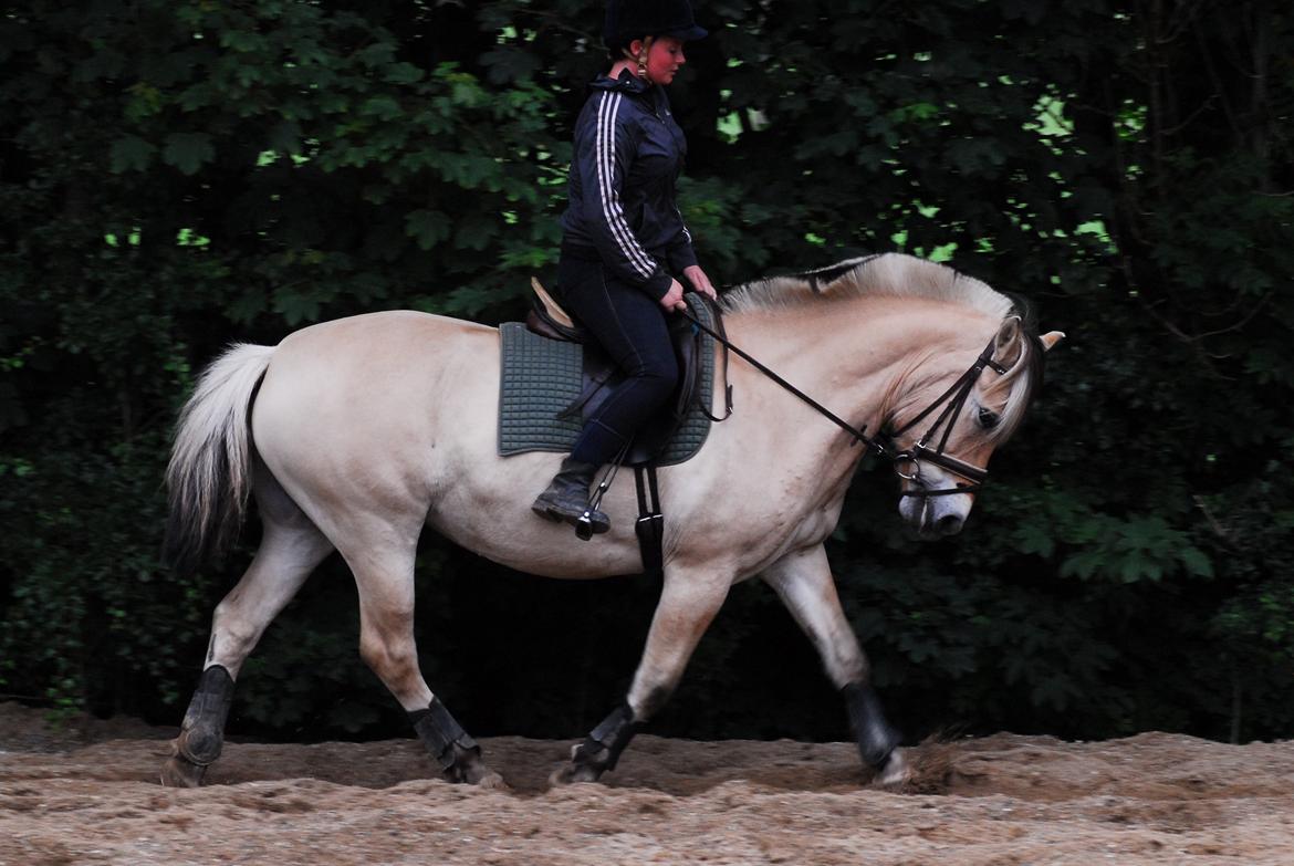 Fjordhest Kvornings Sisse R.I.P 02.12.12 billede 12