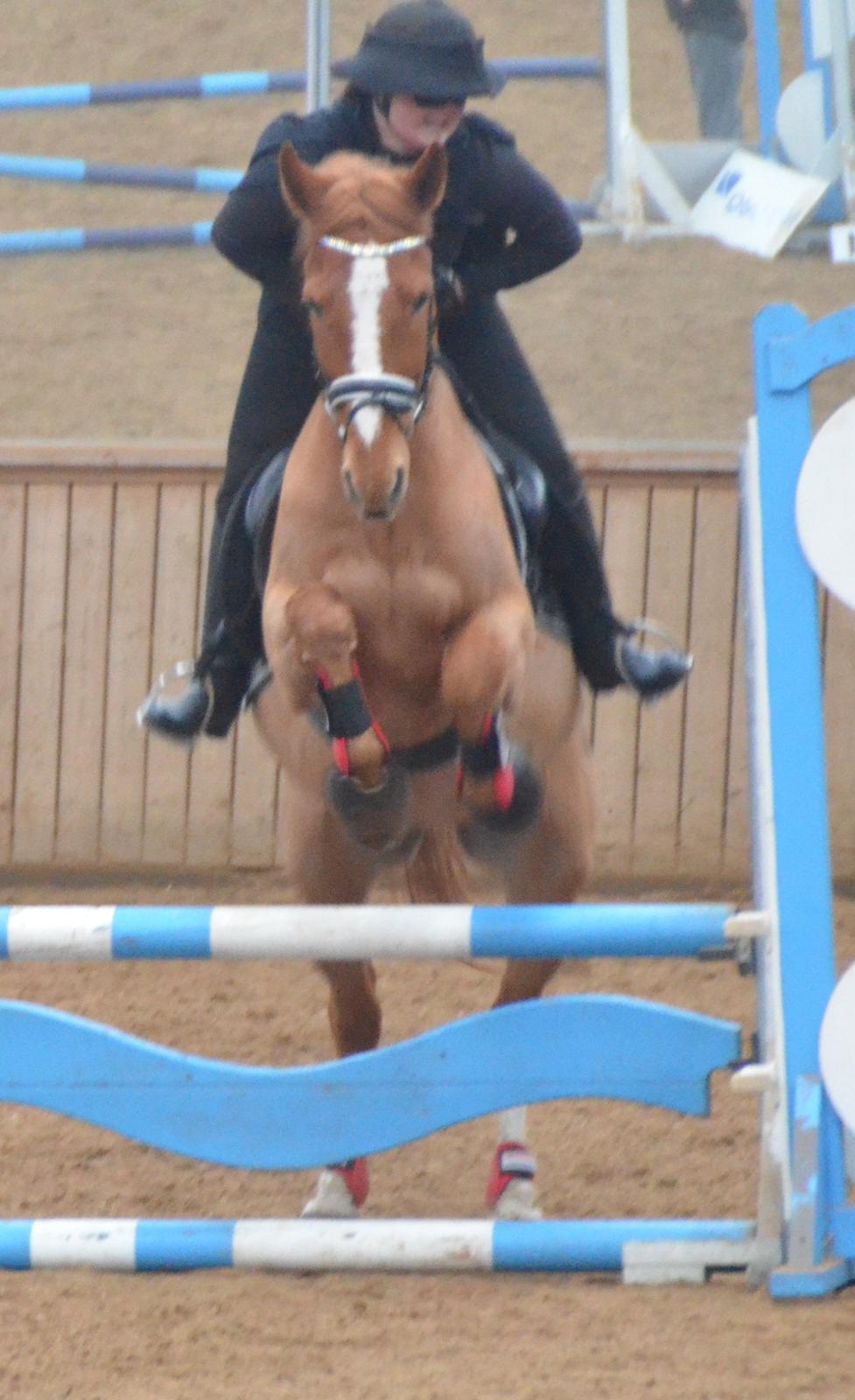 Hannoveraner Junker - 4 gang vi springer (: Han elsker det, den lille fis (: billede 9