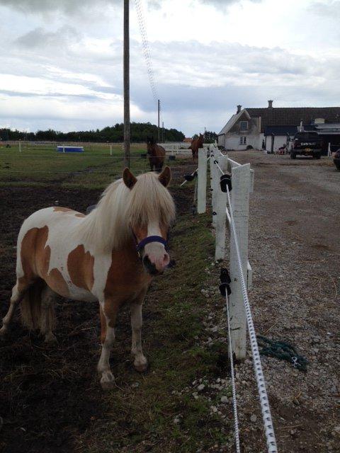 Pinto Frida billede 6