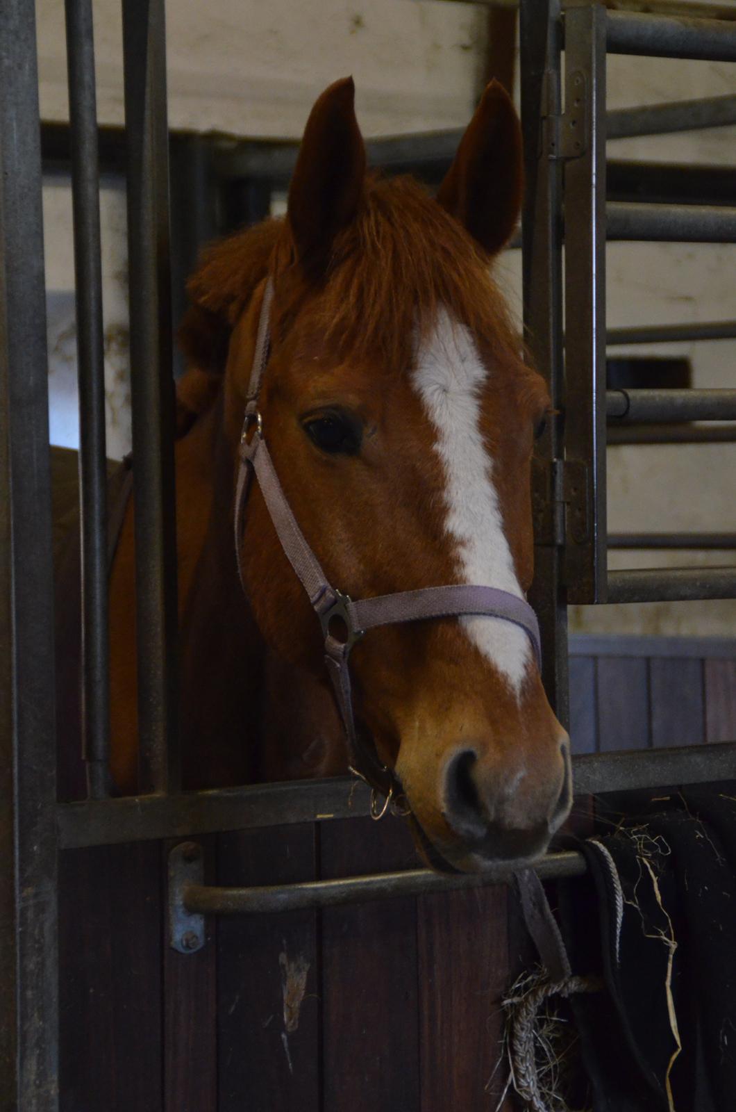 Hannoveraner Junker - HALLLOO, derude :D billede 5