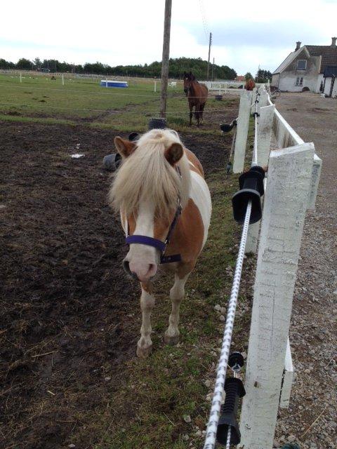 Pinto Frida billede 7