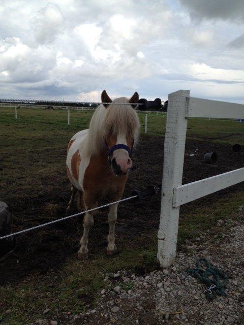 Pinto Frida billede 9