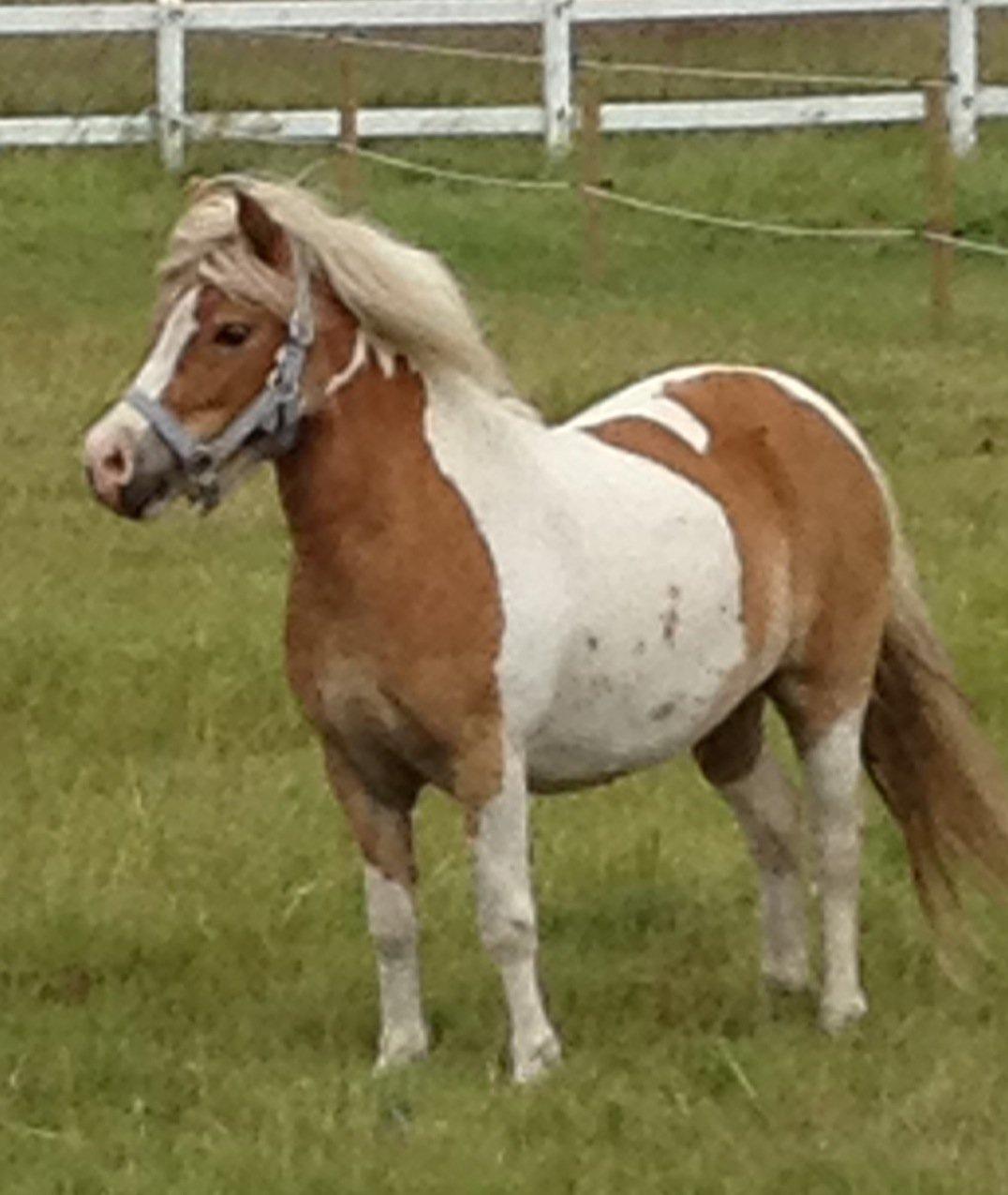 Pinto Frida billede 10