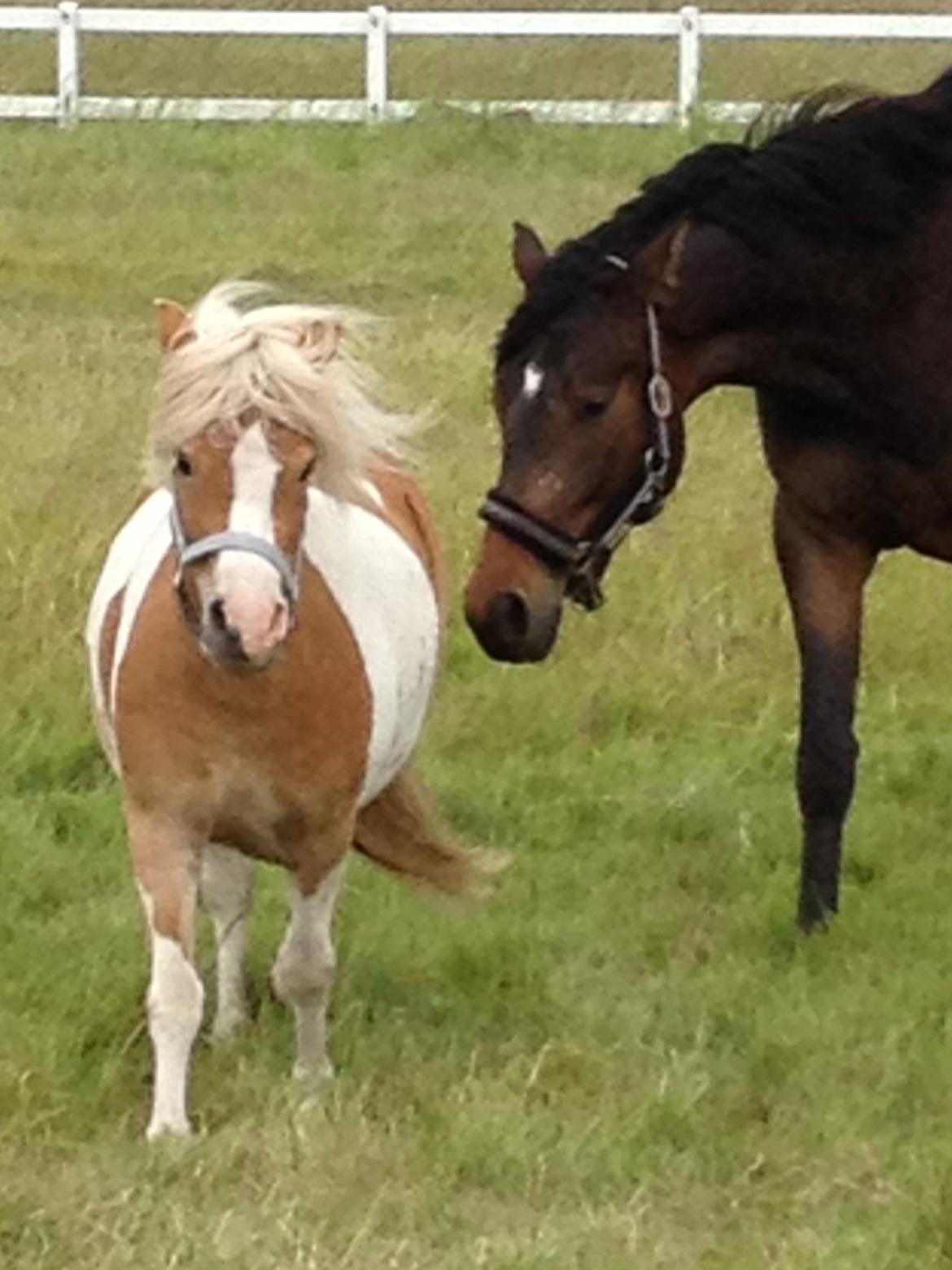 Pinto Frida billede 11