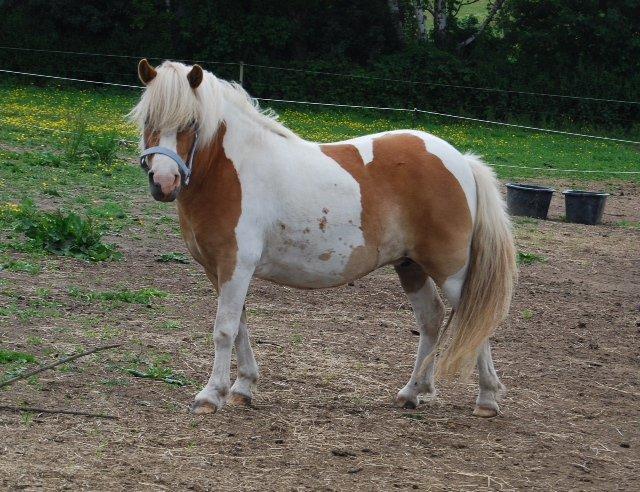 Pinto Frida billede 12