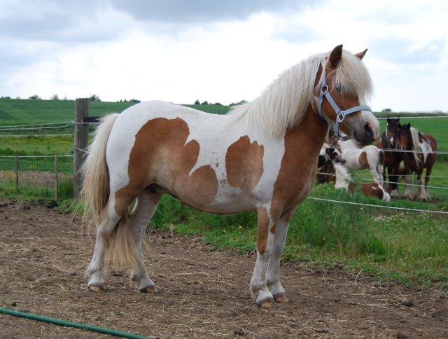 Pinto Frida billede 13