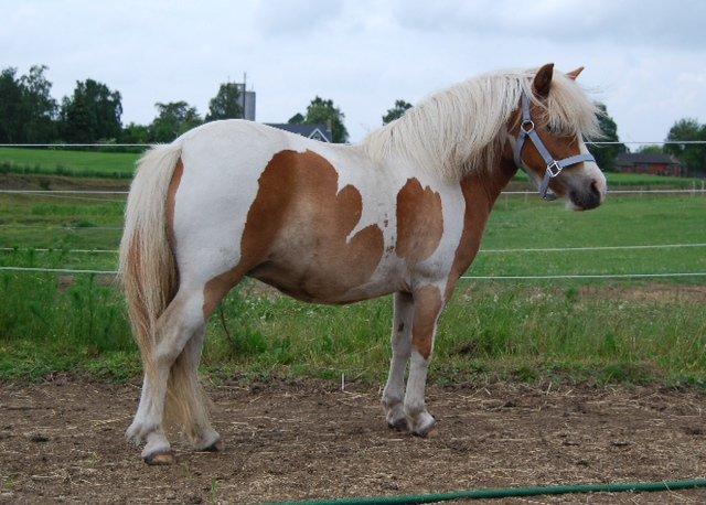 Pinto Frida billede 14