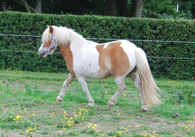 Pinto Frida billede 15