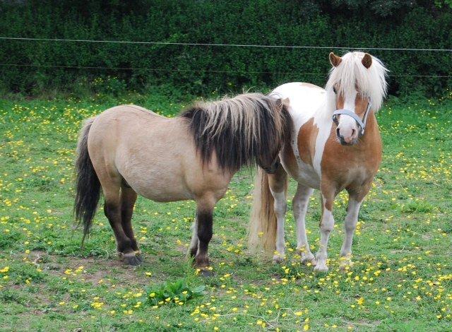 Pinto Frida billede 16