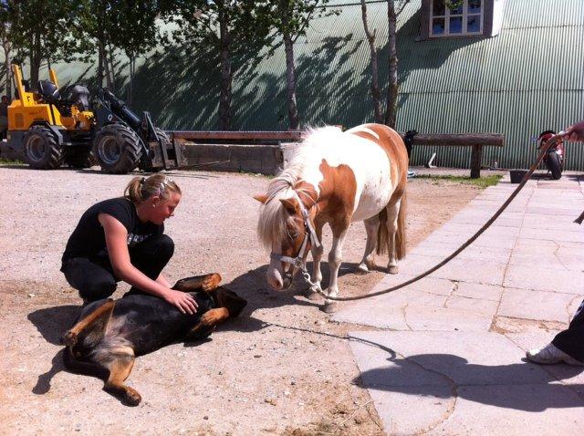 Pinto Frida billede 17