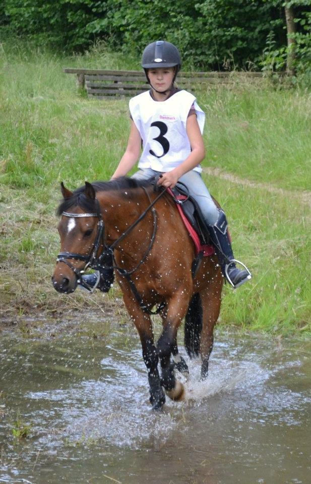 Welsh Pony (sec B) Mac Million (Stubbumgårds Tobias) Solgt og savnet< - Mac og Majken til military i Hammel rideklub<3 billede 9