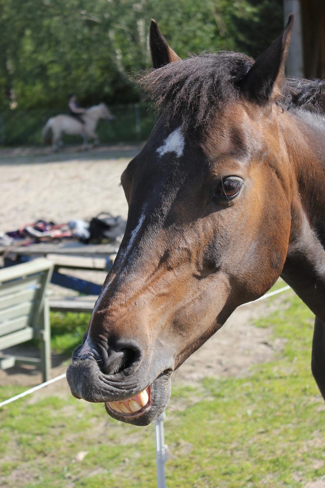 Hollandsk Sportspony Mistery Girl - Smile! billede 5