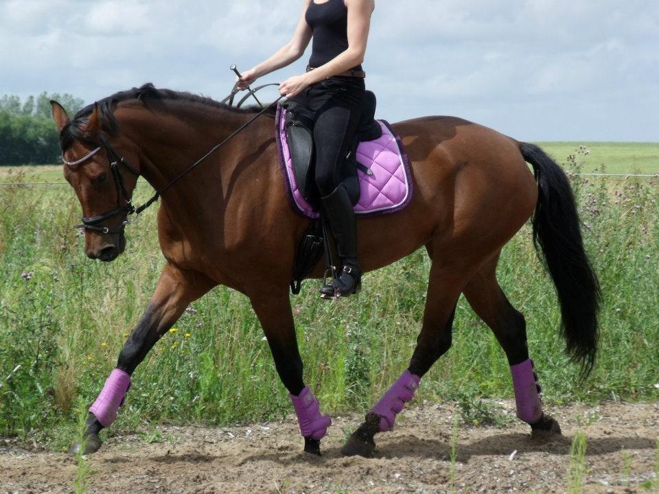 Dansk Varmblod Easter - Simone & Easter :) billede 3