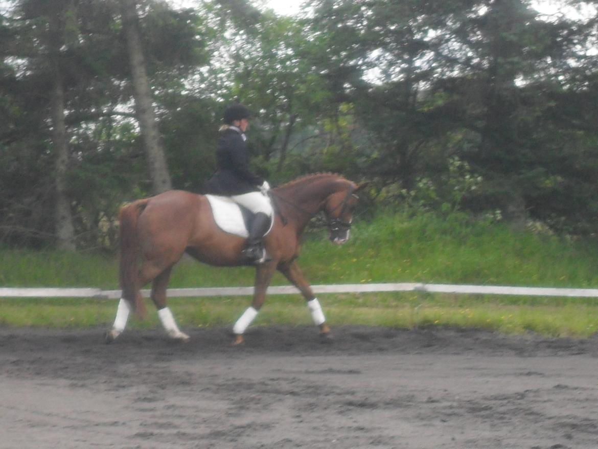 Hannoveraner wunder mädchen billede 12