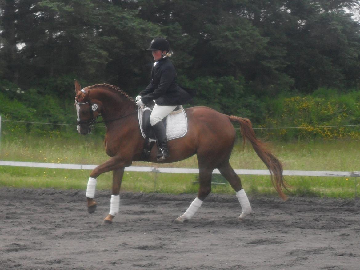 Hannoveraner wunder mädchen billede 13