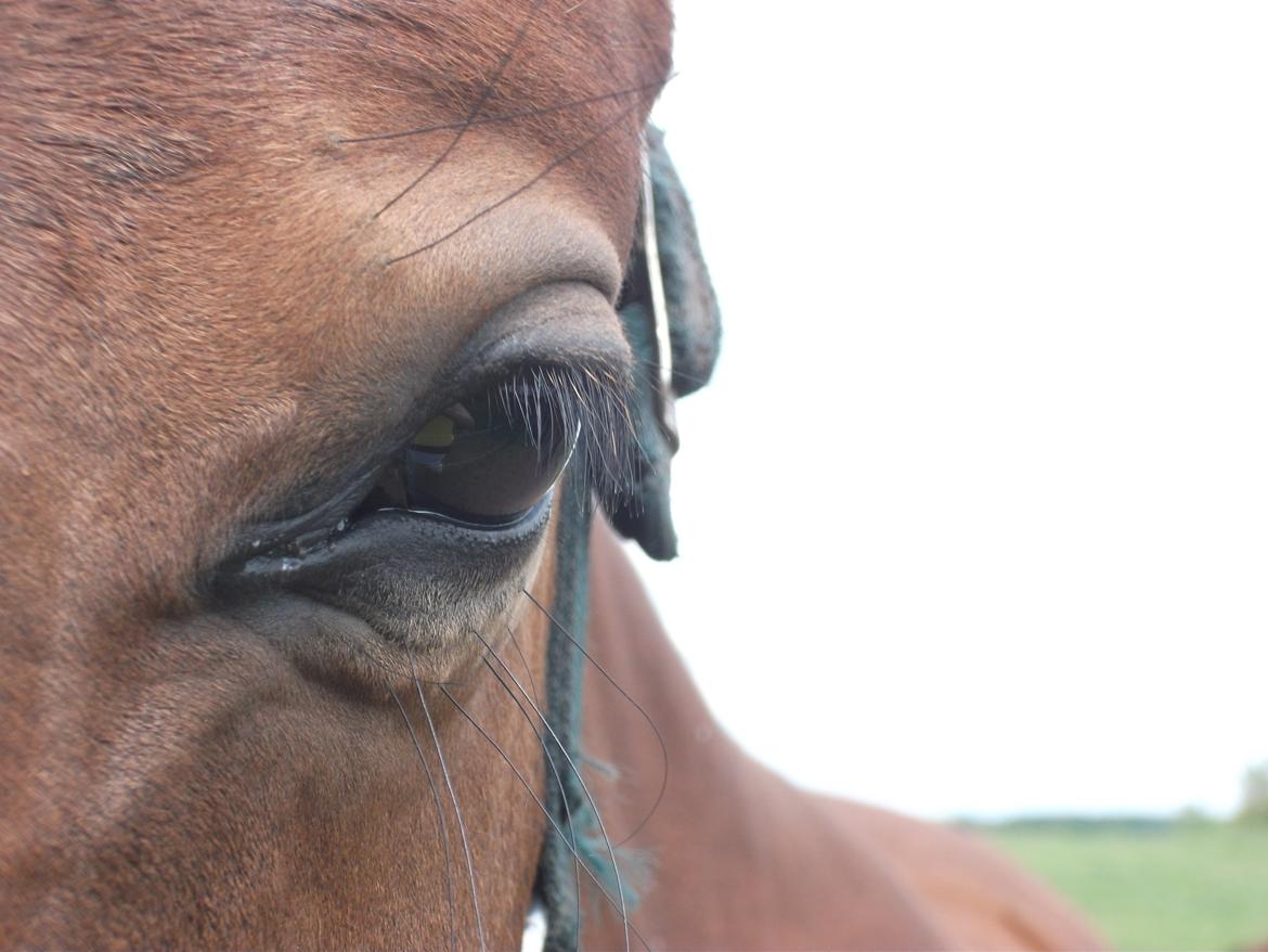 Dansk Varmblod Ganzthorn's Starlight Lux - Den der kæmper, når nemmest det bedste i livet!

Du kæmper, og det er jeg gald for, for ellers ved jeg ikke hvad der var sket!<3  billede 11