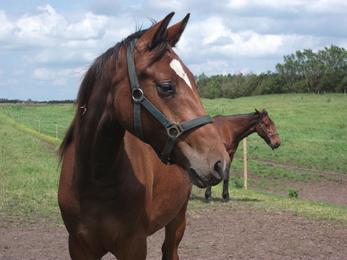 Dansk Varmblod Ganzthorn's Starlight Lux - Elsker dine nysgerige øjne og udstrålinger:D STARLIGHT<3 billede 1