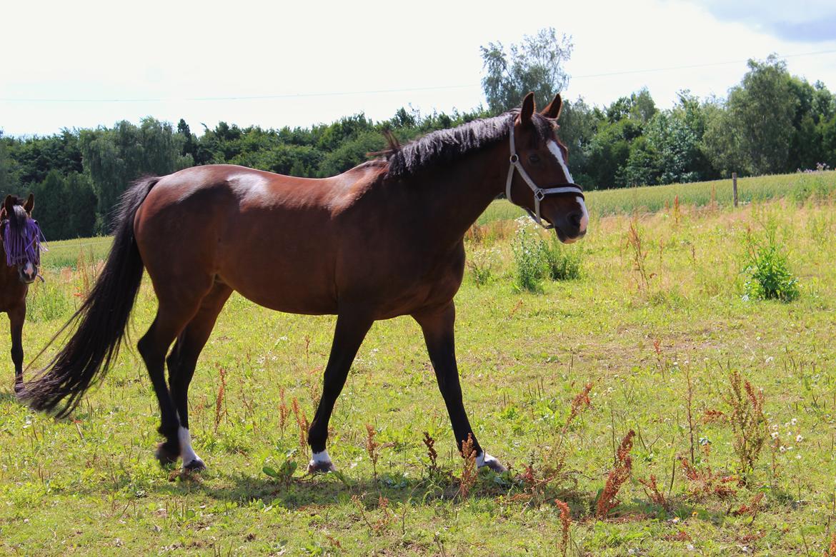 Holstener Camilla (Smilla) billede 14