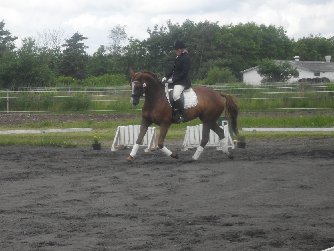 Hannoveraner wunder mädchen billede 14