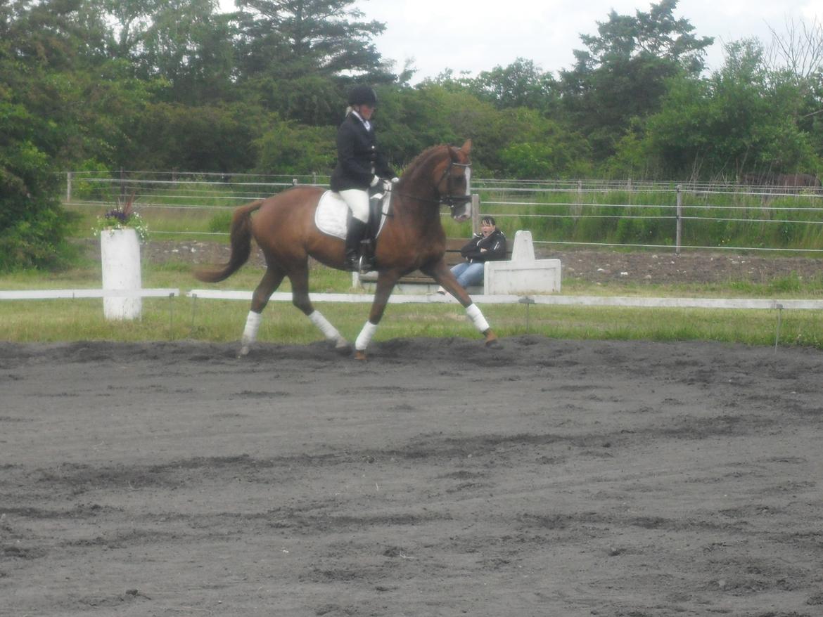 Hannoveraner wunder mädchen billede 15