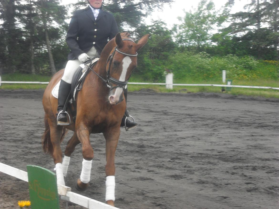 Hannoveraner wunder mädchen billede 16