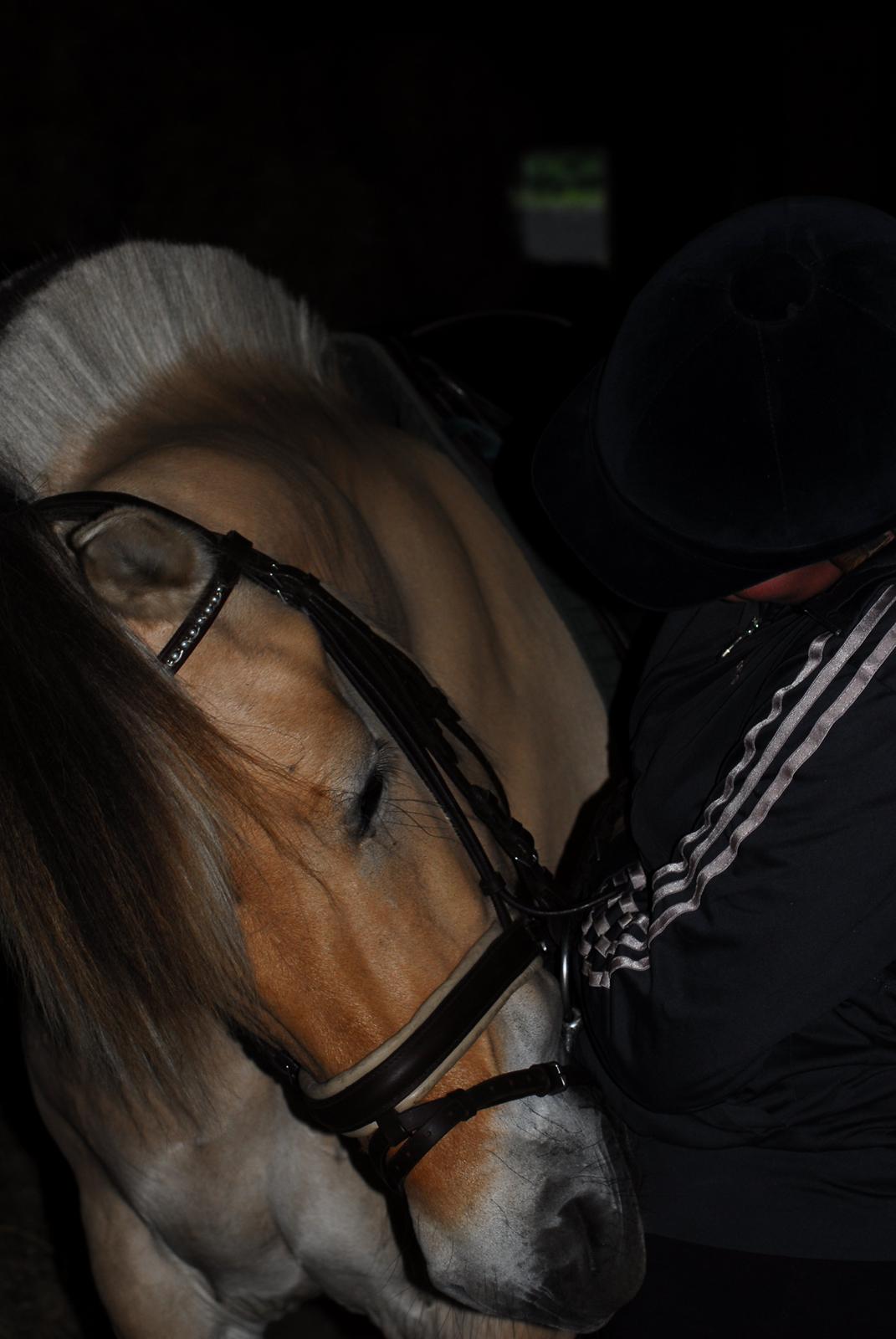 Fjordhest Kvornings Sisse R.I.P 02.12.12 billede 16