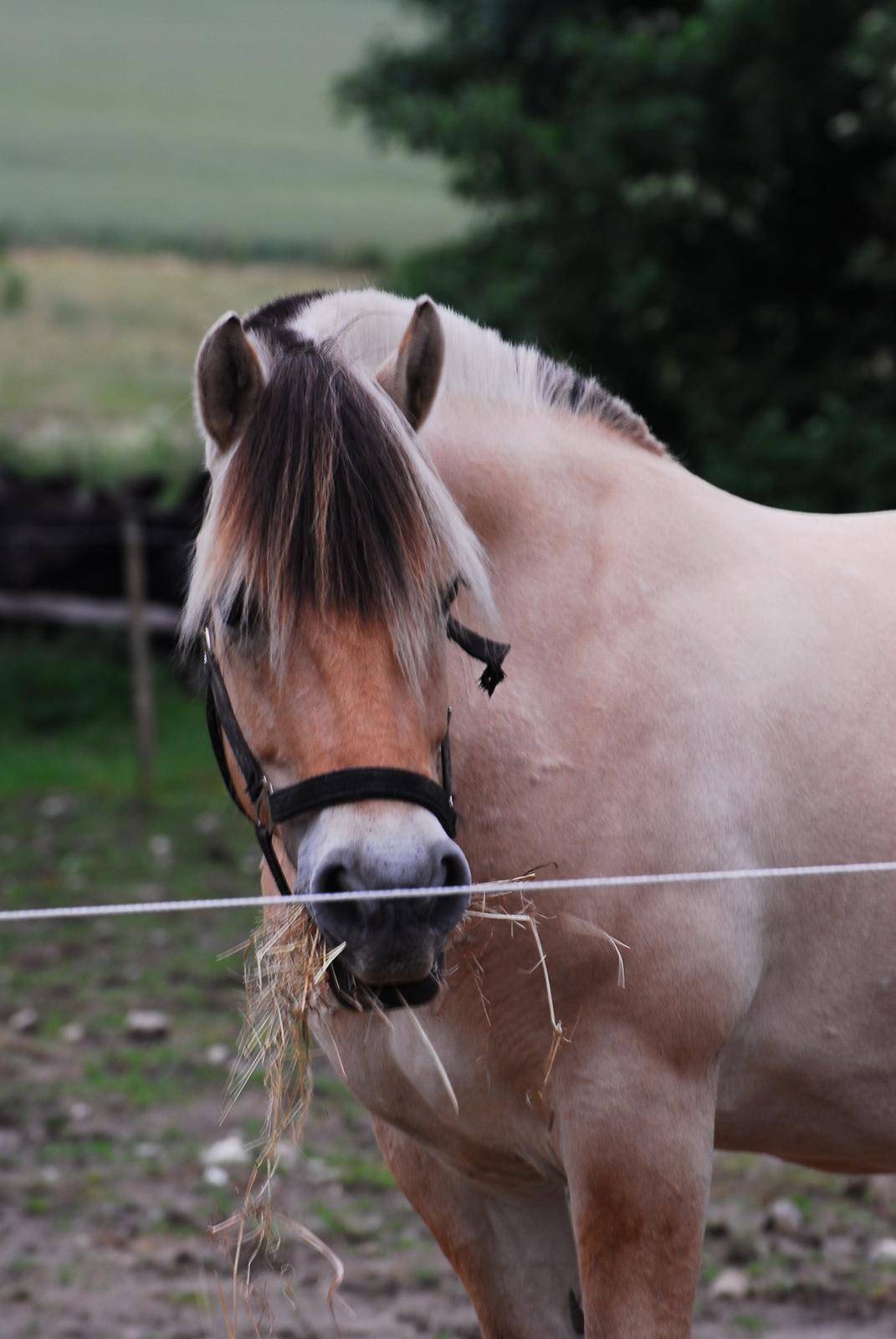 Fjordhest Kvornings Sisse R.I.P 02.12.12 billede 17