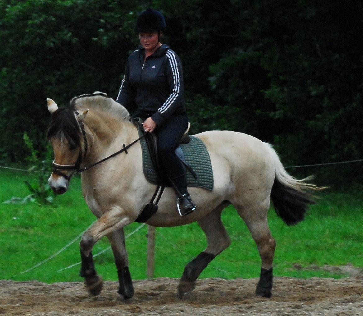 Fjordhest Kvornings Sisse R.I.P 02.12.12 billede 19