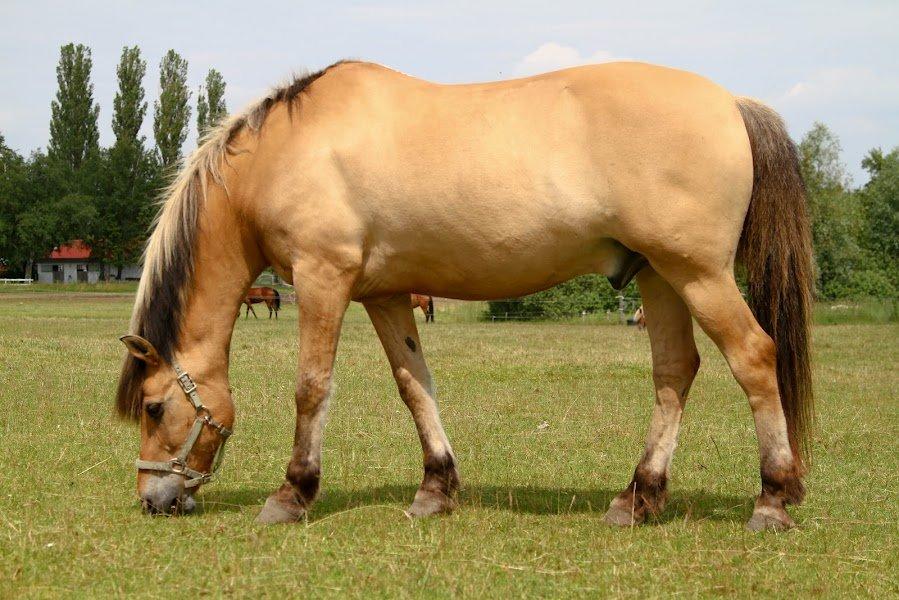 Anden særlig race Lipo Flash - Græsse....Foto: Malene  billede 8