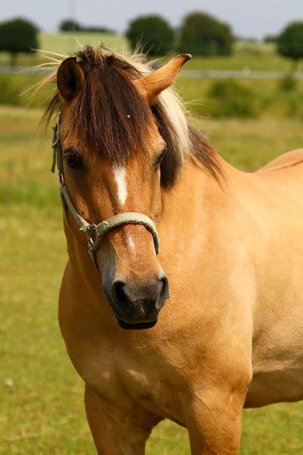 Anden særlig race Lipo Flash - Smuksakken på fold <3 Foto: Malene  billede 4