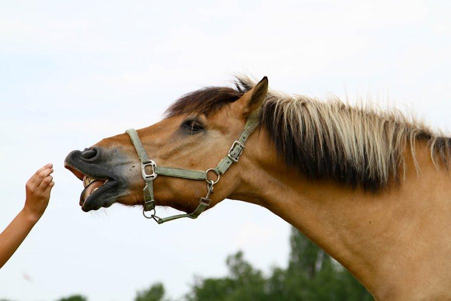 Anden særlig race Lipo Flash - Smile :) Foto: Malene  billede 12