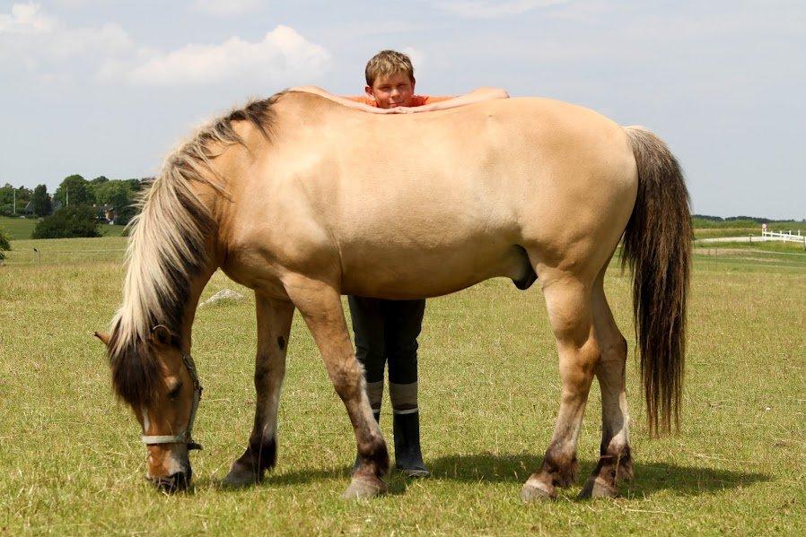 Anden særlig race Lipo Flash - Total hygge på fold med den dejlige dreng :) Foto: Malene  billede 6