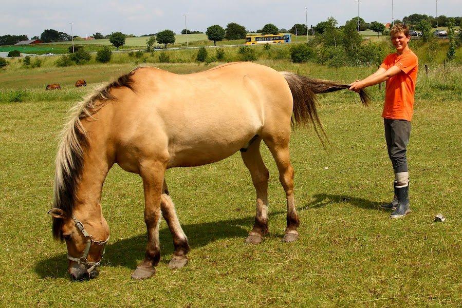 Anden særlig race Lipo Flash - Haha Lipo er sgu da ligeglad der er græs :) Foto: Malene  billede 13