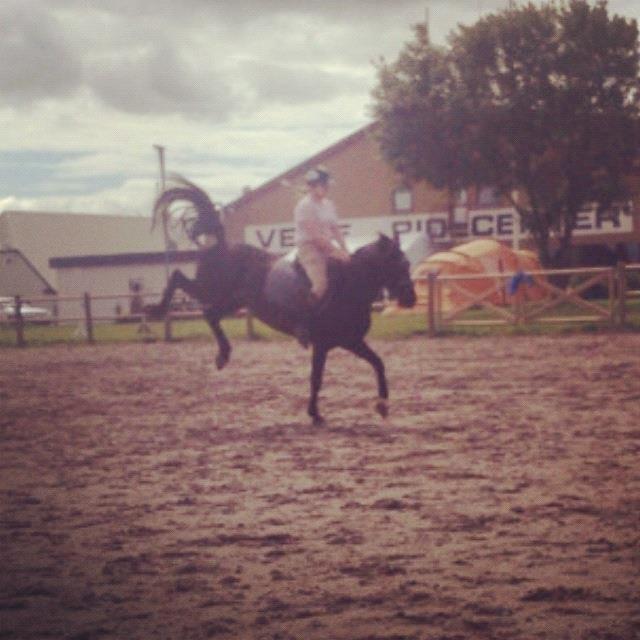 Anden særlig race Jeko Mini--Elsker dig!! - Bølle Bassen -.-' Når Jeko ikke gider ride mere dressur, men hellere vil tage en galop rundt på springbanen.. billede 17