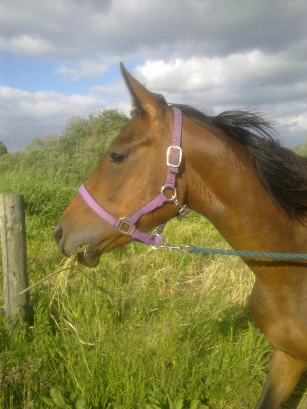 Anden særlig race Lady Blue Eye billede 1