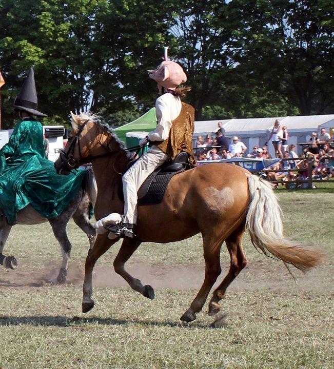 New Forest Lundemarksgaards Sol - 2) Roskilde Dyrskue 2011. Sol ned ad midterlinjen. Foto: Lone (Fie's mor)  billede 2