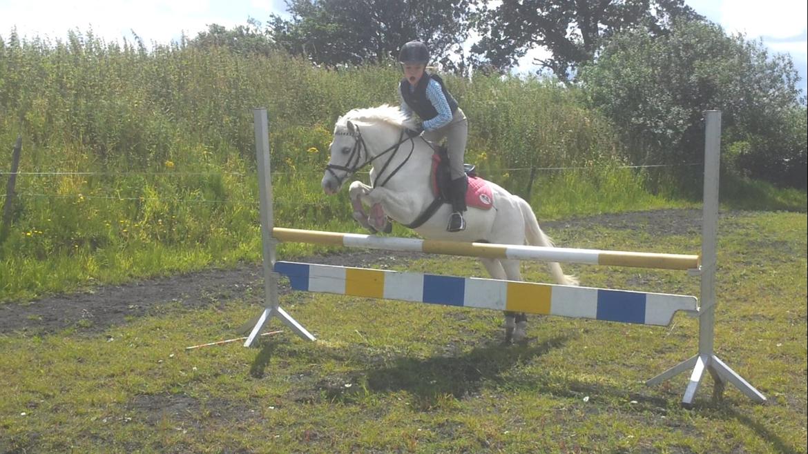 Welsh Mountain (sec A) Tanggårds Figo - Mig og Figo på springbanen.
Her springer vi 80 cm.
( Kig ikke på mit hovede, ved jeg ser dum ud. x'3 )
D. 15.07.2012 billede 10