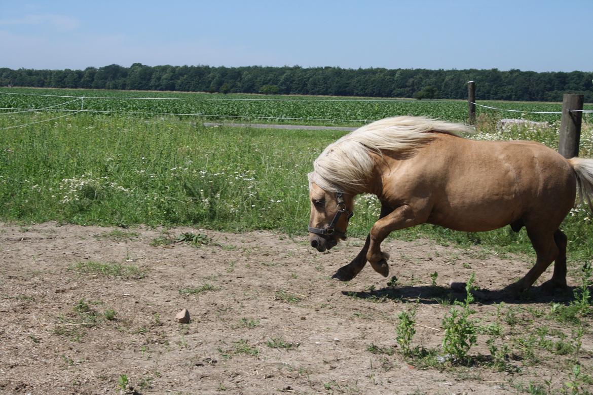 Shetlænder Søndergårds Figaro *rip* billede 20